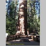 20060823_Sequoia_panorama_001 copia.jpg